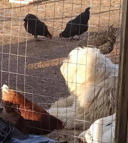 Farm Philosophy Friday - What Farming Taught Me about Loss & Life